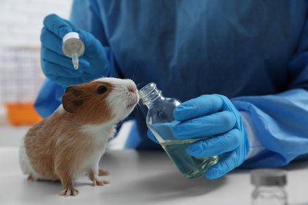 Scientist with guinea pig and cosmetic product in chemical laboratory, closeup. animal testingの写真素材