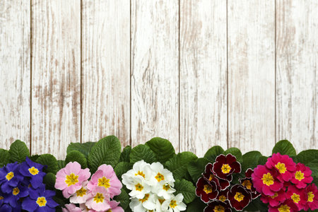 Primrose Primula Vulgaris flowers on white wooden background, flat lay with space for text. spring seasonの写真素材