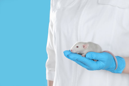 Scientist holding rat on light blue background, closeup. Animal testing conceptの写真素材