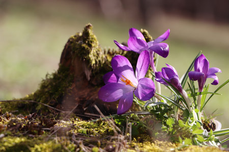 Fresh purple crocus flowers growing in spring fieldの写真素材