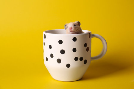 Cute little hamster in ceramic cup on yellow backgroundの写真素材