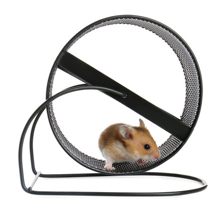 Cute little hamster in spinning wheel on white backgroundの写真素材