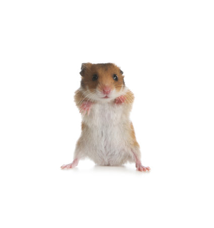 Adorable Syrian hamster on white background. small petの写真素材