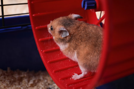 Cute fluffy hamster running in spinning wheelの写真素材