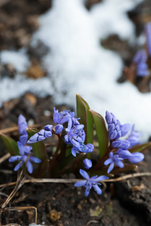 Beautiful lilac alpine squill flowers growing outdoorsの写真素材