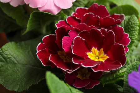 Beautiful primula (primrose) plant with burgundy flowers, closeup. spring blossomの写真素材