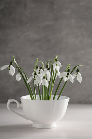 Beautiful snowdrop flowers in cup on white wooden tableの写真素材