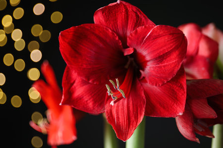 Beautiful red amaryllis flowers on black background, closeup. bokeh effectの写真素材