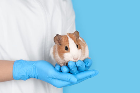 Scientist holding guinea pig on light blue background, closeup. Animal testing conceptの写真素材