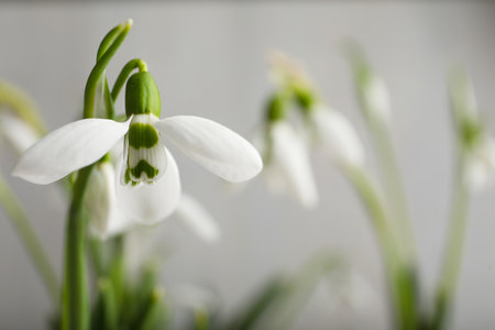 Beautiful snowdrop on light background, closeup view. Space for textの写真素材