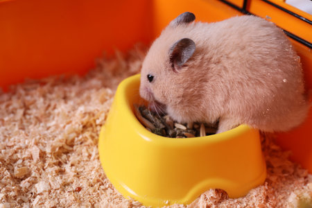 Cute little fluffy hamster eating in cageの写真素材