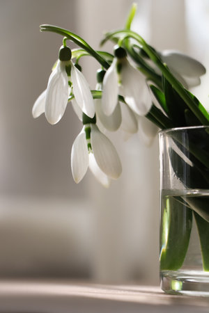 Beautiful snowdrops in glass on table indoors. First spring flowersの写真素材