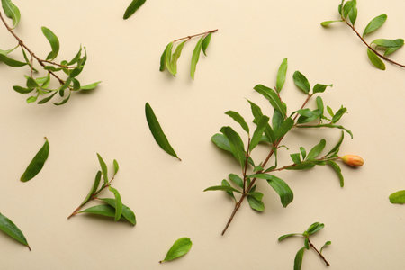 Pomegranate branches with green leaves and bud on beige background, flat layの写真素材
