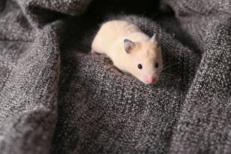 Cute little hamster on soft gray plaidの写真素材