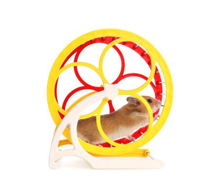 Cute little hamster in spinning wheel on white backgroundの写真素材