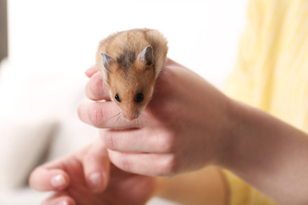 Woman holding cute little hamster indoors, closeupの写真素材