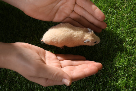 Woman with cute little hamster on green grass outdoors, above viewの写真素材