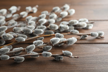 Beautiful pussy willow branches on wooden table, closeupの写真素材