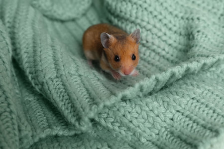 Cute little hamster on green knitted sweaterの写真素材