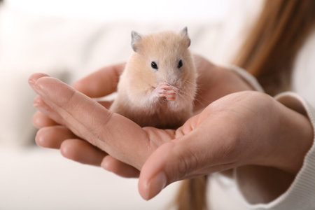 Woman holding cute little hamster indoors, closeupの写真素材