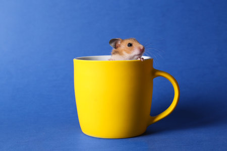 Cute little hamster in yellow cup on blue backgroundの写真素材