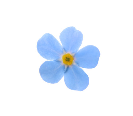 Beautiful blue Forget-me-not flower isolated on whiteの写真素材
