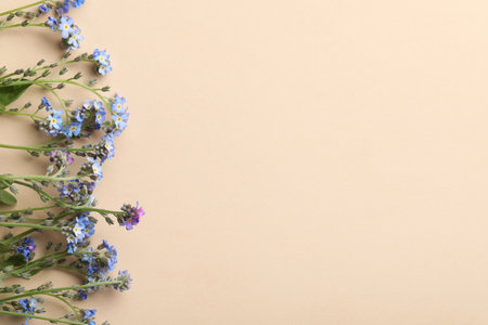 Beautiful Forget-me-not flowers on beige background, flat lay. Space for textの写真素材
