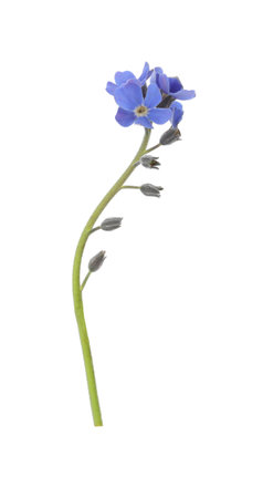 Beautiful blue Forget-me-not flowers isolated on whiteの写真素材