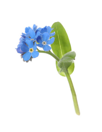 Beautiful blue Forget-me-not flowers isolated on whiteの写真素材