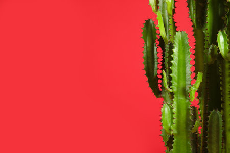 Beautiful cactus on red background, space for text. tropical plantの写真素材