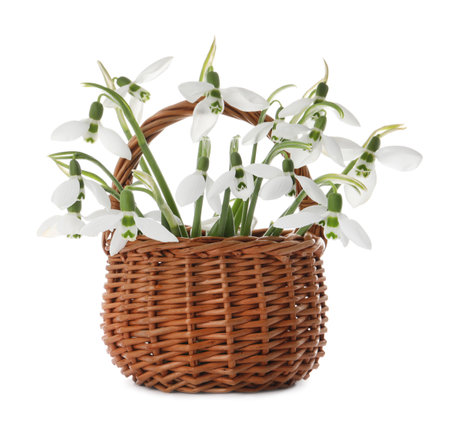 Beautiful snowdrops in wicker basket on white backgroundの写真素材