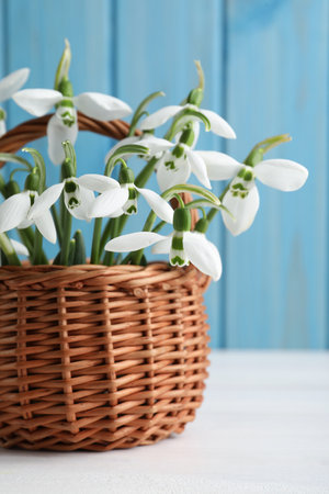 Beautiful snowdrops in wicker basket on white wooden tableの写真素材