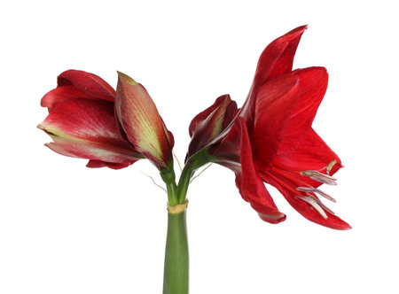 Beautiful red amaryllis flower isolated on whiteの写真素材