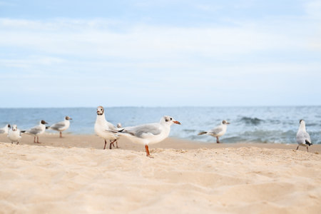Beautiful sea coast with seagulls under blue skyの写真素材