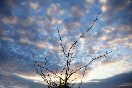 Silhouette of thorny bush and beautiful cloudy sky on backgroundの写真素材