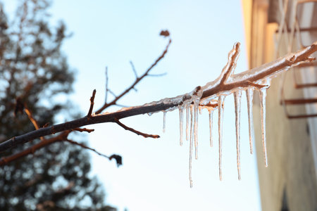 Tree branch covered with ice outdoors in winter, closeupの写真素材