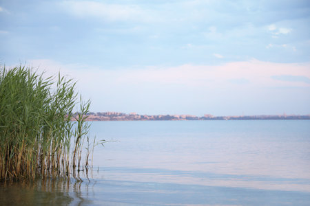 Picturesque view of beautiful river beach with reedsの写真素材