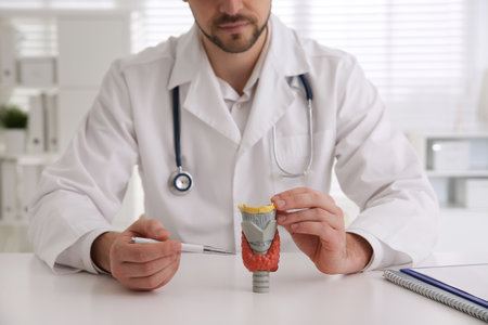 Doctor showing thyroid gland model at table in hospital, closeupの写真素材