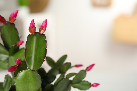 Beautiful blooming Schlumbergera (Christmas or Thanksgiving cactus) on blurred background, closeup. Space for textの写真素材