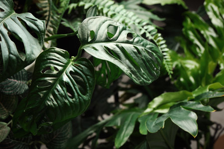 Monstera with lush leaves, closeup. tropical plantの写真素材