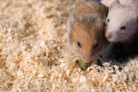 Cute little fluffy hamsters in cage. Space for textの写真素材