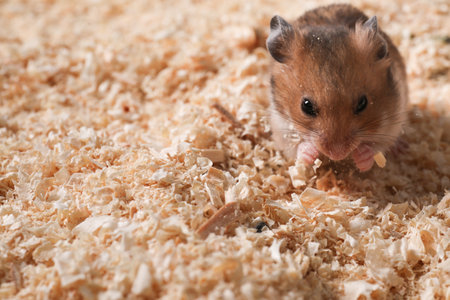 Cute little fluffy hamster on wooden shavings. Space for textの写真素材