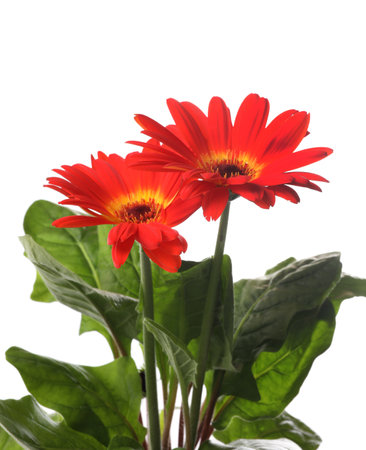 Beautiful colorful gerbera flowers on white backgroundの写真素材