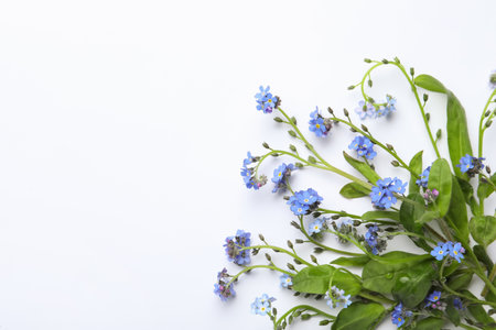 Beautiful blue forget-me-not flowers on white background, top viewの写真素材
