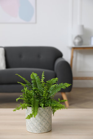 Beautiful green fern on wooden table in living roomの写真素材