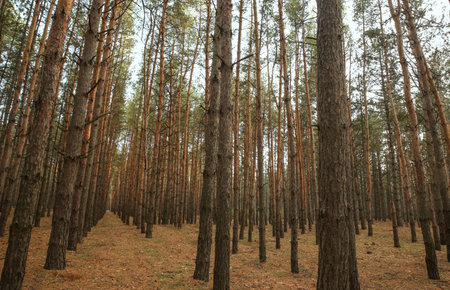 Beautiful pine forest with growing young treesの写真素材