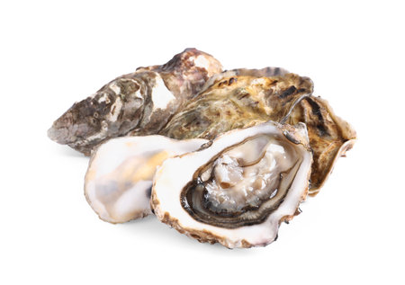 Fresh raw closed and open oysters on white backgroundの写真素材