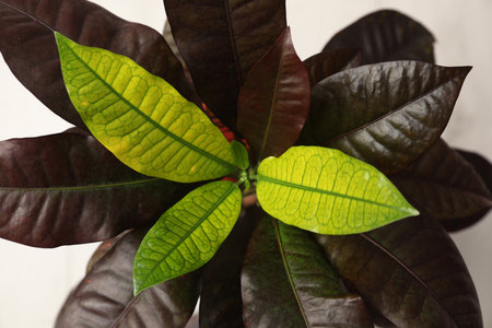 Beautiful Croton Petra on white background, closeup. decorative house plantの写真素材