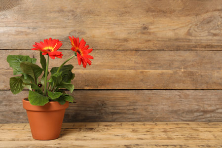 Beautiful blooming gerbera flower in pot on wooden table, space for textの写真素材
