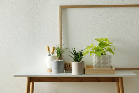 Many beautiful potted plants on table indoors. floral house decorの写真素材